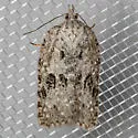Acleris maximana - Hodges#3557 - photo 3