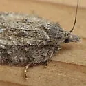 Acleris maximana - Hodges#3557 - photo 4