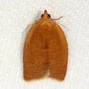 Yellowheaded Fireworm Moth - Hodges#3545 - photo 3