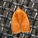 Yellowheaded Fireworm Moth - Hodges#3545 - photo 4
