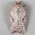 Acleris negundana - Hodges#3526 - photo 2
