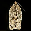 Acleris negundana - Hodges#3526 - photo 3