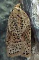 Acleris negundana - Hodges#3526 - photo 4