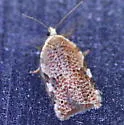 Acleris negundana - Hodges#3526 - photo 5