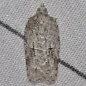 Acleris nigrolinea - Hodges#3556 - Acleris nigrolinea