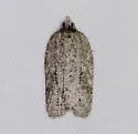 Acleris nigrolinea - Hodges#3556 - photo 3