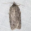 Acleris nigrolinea - Hodges#3556 - photo 4