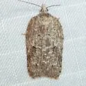 Acleris nigrolinea - Hodges#3556 - photo 5