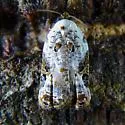 Snowy-shouldered Acleris - Hodges#3510 - photo 2