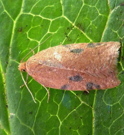 Acleris notana