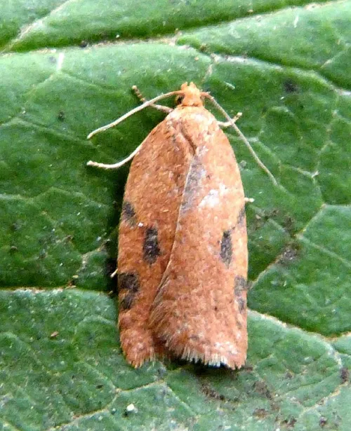 Acleris notana - photo 2