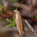 Acleris oxycoccana - Hodges#3529 - photo 2