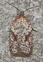 Acleris oxycoccana - Hodges#3529 - photo 4