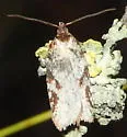 Acleris oxycoccana - Hodges#3529 - photo 5