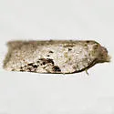 Black-headed Birch Leaffolder - Hodges#3540