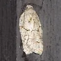 Black-headed Birch Leaffolder - Hodges#3540 - photo 2