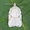 Black-headed Birch Leaffolder - Hodges#3540 - photo 3