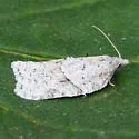 Black-headed Birch Leaffolder - Hodges#3540 - photo 4
