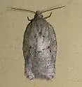 Black-headed Birch Leaffolder - Hodges#3540 - photo 5