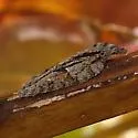 Acleris ptychogrammos - Hodges#3509 - Acleris ptychogrammos