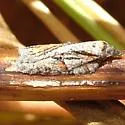 Acleris ptychogrammos - Hodges#3509 - photo 2