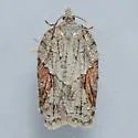 Acleris ptychogrammos - Hodges#3509 - photo 4