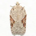 Acleris ptychogrammos - Hodges#3509 - photo 5