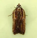 Acleris pulverosana - Hodges#3531