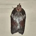 Acleris pulverosana - Hodges#3531 - photo 2