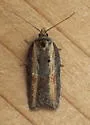 Acleris pulverosana - Hodges#3531 - photo 4