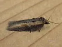 Acleris pulverosana - Hodges#3531 - photo 5