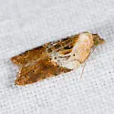 Robinson's Acleris - Hodges#3536