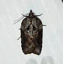Robinson's Acleris - Hodges#3536 - photo 2