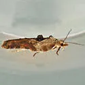 Robinson's Acleris - Hodges#3536 - photo 4