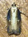 Robinson's Acleris - Hodges#3536 - photo 5