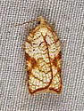 Acleris santacrucis - Hodges#3515 - Acleris santacrucis