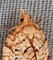Acleris santacrucis - Hodges#3515 - photo 2
