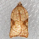 Acleris santacrucis - Hodges#3515 - photo 3