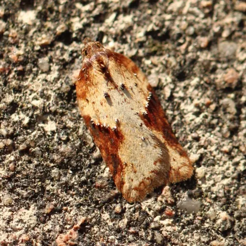 Acleris schalleriana