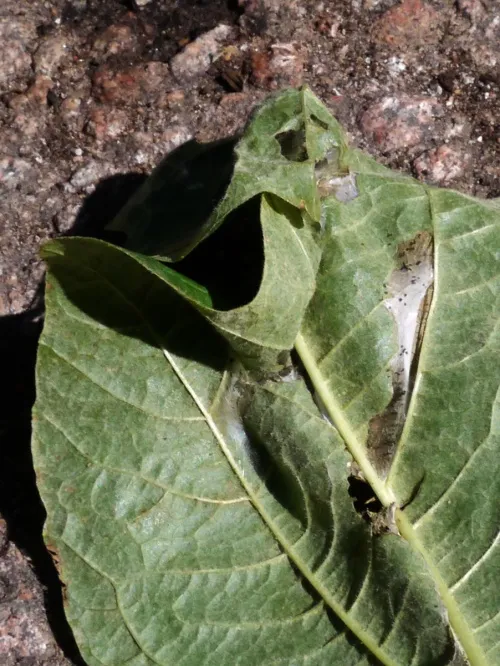 Acleris schalleriana - photo 2