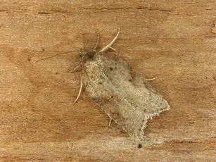 Acleris schalleriana - photo 5