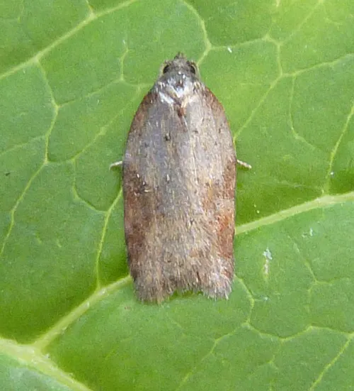 Acleris schalleriana - photo 6