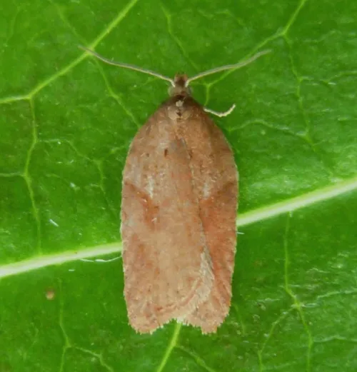 Acleris schalleriana - photo 7