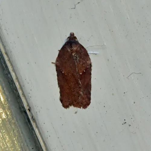 Acleris schalleriana - photo 8