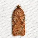 Acleris semiannula - Hodges#3521 - photo 2