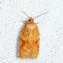 Acleris semiannula - Hodges#3521 - photo 3