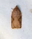 Acleris semiannula - Hodges#3521 - photo 4
