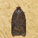 Acleris semiannula - Hodges#3521 - photo 5