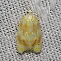 Oak Leaftier Moth - Hodges#3503
