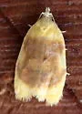 Oak Leaftier Moth - Hodges#3503 - photo 2
